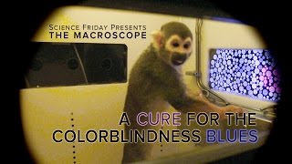 A Cure for The Colorblindness Blues