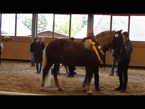 01. Findus - SchwK Hengst v. Falkenstein - Kaltblutkörung 2023 in St. Märgen - gekört