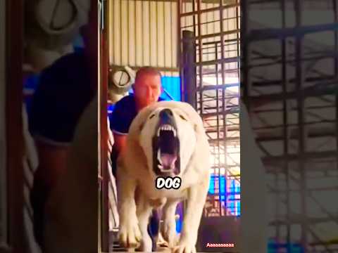 Alabai vs Kangal😨😤😡 vs pitbull vs rottweiler #dog #americanbully #kangal #alabai #rottweiler #bull