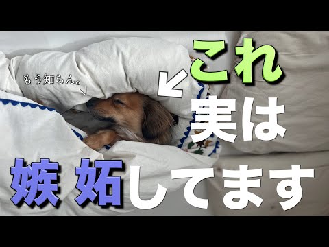 犬は嫉妬を感じますか?