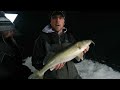 HUMMINBIRD Mega Live - - WINNIPEG Greenbacks
