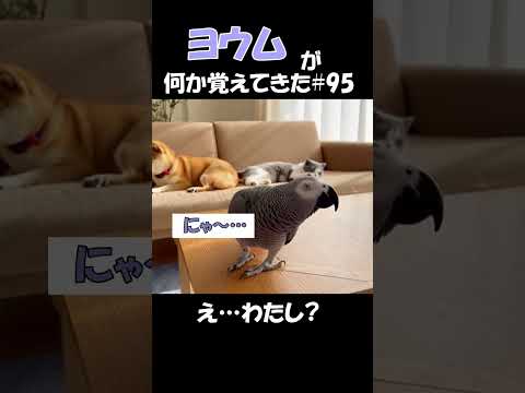 ヨウムが何か覚えてきた#95