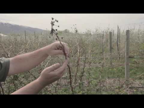 How to Prune Raspberries