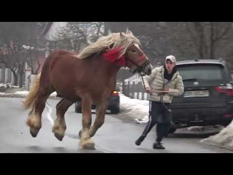 Armasarul Brexit   Breaza, Bistrita Nasaud - 2022 Nou!!!