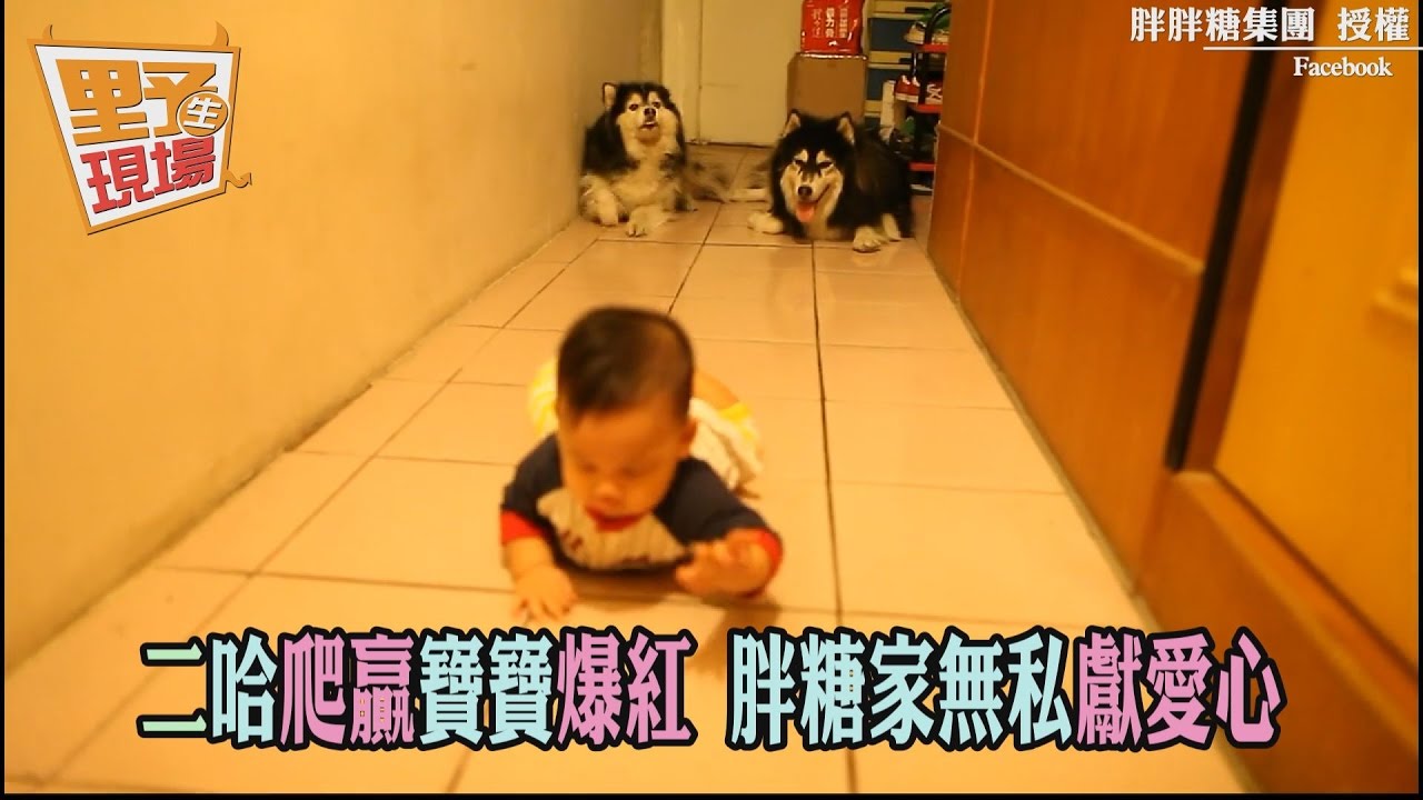 「胖糖」無私獻愛心 捐義賣所得買飼料山送浪浪