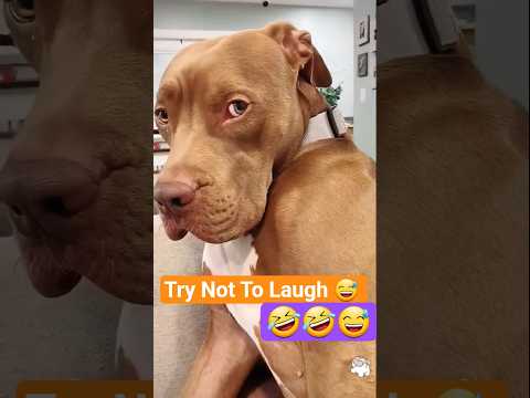 Essayez de ne pas rire 🤣 moments drôles de chiens