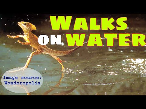 The Basilisk Lizard Can Run on Water