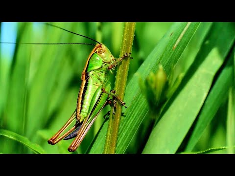 SKAKAVAC 🦗 Edukativni video za decu.