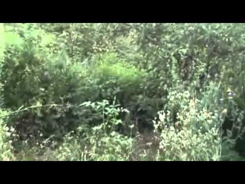 Vikendica - 11.08.2010..wmv