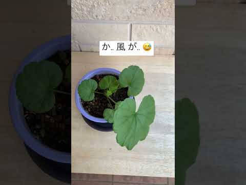 園芸 多年生森林ゼラニウム