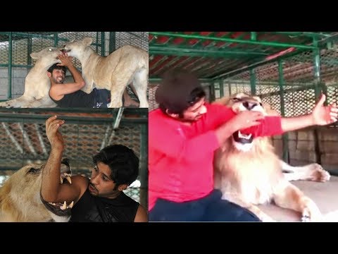 Saudi prince playing with lions 🦁