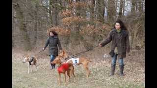 preview picture of video 'Windhunderennen, Windhund-Coursing am 13.4. u. 14.4.2013 Nähe  Volkmarsen v. tubehorst1'
