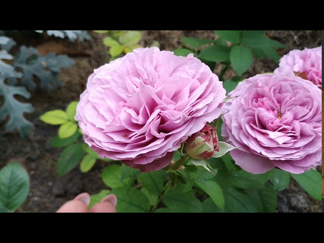 Сорт розы Lavender Ice