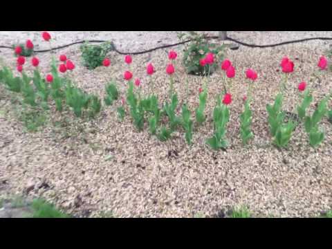 download lagu mp3 mp4 Do Deer Like To Eat Tulips, download lagu Do Deer Like To Eat Tulips gratis, unduh video klip Do Deer Like To Eat Tulips