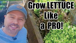 How to Grow Lettuce // Seed to Harvest // Complete Growing Guide