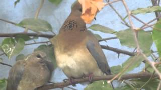 Fakhta(Dove) &amp; cute Chick in my backyard.
