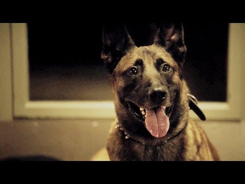 Person of Interest || "We`ll call him Bear!"