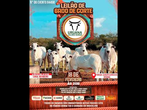 Leilão de Gado -  Uruana Leilões - Leilão de Gado de Corte em Goiás @canal.boiadeiro #live #gado