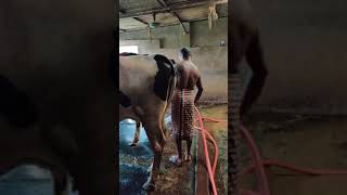 ছোট মাঝারি আকারের দুগ্ধবতী গাভীর খামার নওগাঁ সদর উপজেলার বড় অর্থনৈতিক পরিবর্তন করে