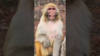 Download lagu Monyet Tertawa ngakak#short#video lucu mp3