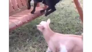 Самое смешное видео.