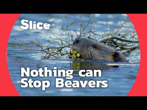 How Do Beavers Build a Dam | SLICE