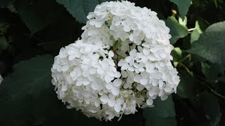 4K映像で堪能する、明月院ブルーの世界｜北鎌倉の紫陽花名所 Hydrangea Season at Meigetsuin Temple｜Meigetsuin Blue in Kamakura
