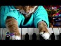 The 2014 Puppy Bowl - YouTube