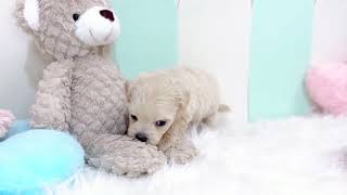 ハーフ犬の動画01