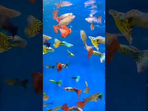#peixes #peixesdeaquarios #guppy #lebiste #aquariobonito #aquarismobrasil #aqu&aacute;rio #peixeornamental