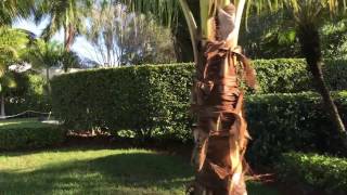 Freedom! &#39;90 | Aviation - Naples FL