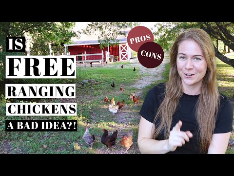 , title : 'FREE RANGING CHICKENS 101 | How To Train Backyard Poultry | PROS & CONS | Caring For Egg Laying Hens'