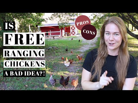 FREE RANGING CHICKENS 101 | How To Train Backyard Poultry | PROS & CONS | Caring For Egg Laying Hens