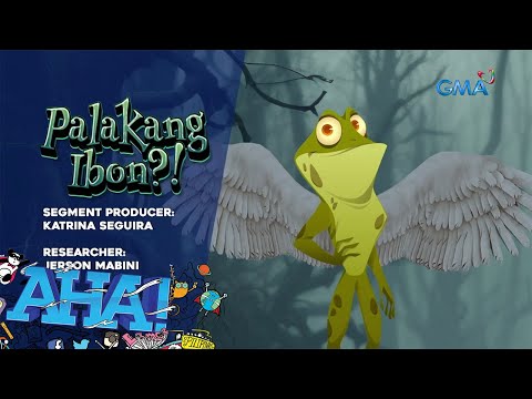 Palakang ibon, nakita sa Laguna?! AHA!