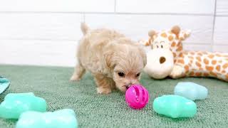 ハーフ犬の動画01