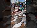 Kasimedu Meenu Maa ️‍ So Fresh Fishing Chennaifishmarket Fishingvideo Fish
