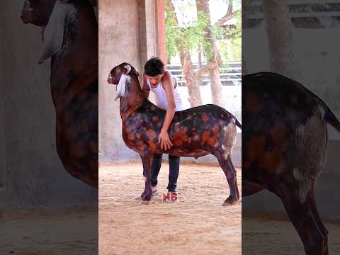 Qurbani Qurbani Mubarak❤️ #bakraeid #bakraeid2024 #bakraeidspecial #bakra #goats #trending #biggoats