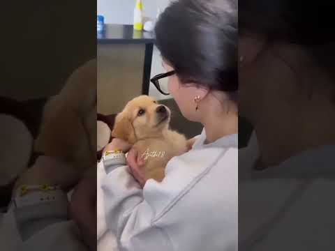 🛑Dog funny 🤣 video #dog #funny #comedy #shorts #trending #dogfunnyvideos #kiss