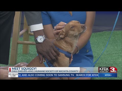 Meet Squiggy with the Humane Society of Wichita County - YouTube