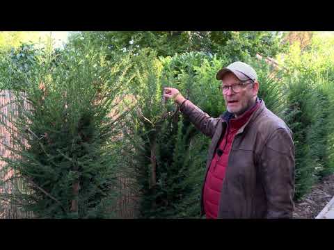 Yew pruning - pruning - rejuvenation pruning