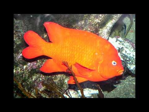 BVNGBELV - JONESTOWN