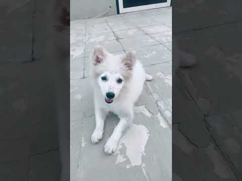 #dog Chichi..and..#Era..🦮🐕😜😎