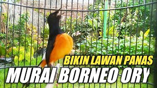 Download lagu AKSI MURAI BORNEO BIKIN KETAR KETIR LAWAN auto NGAMUK TERBAKAR EMOSI mp3