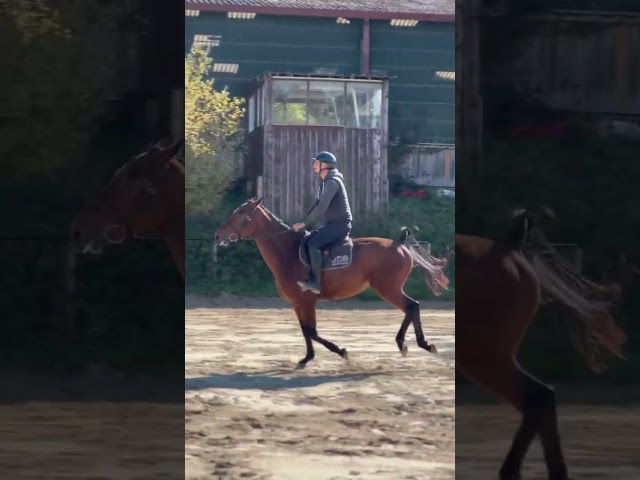 Hongre selle français 