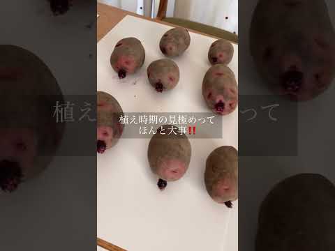  2023 年のジャガイモの植え付け時期は?それらをどのように選択すればよいでしょうか?正しく行うための簡単なヒント!  庭園