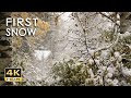 4K HDR First Snow Peaceful Snowing Relaxing Snowy Winter Video Forest Snowfall Sleep Relax