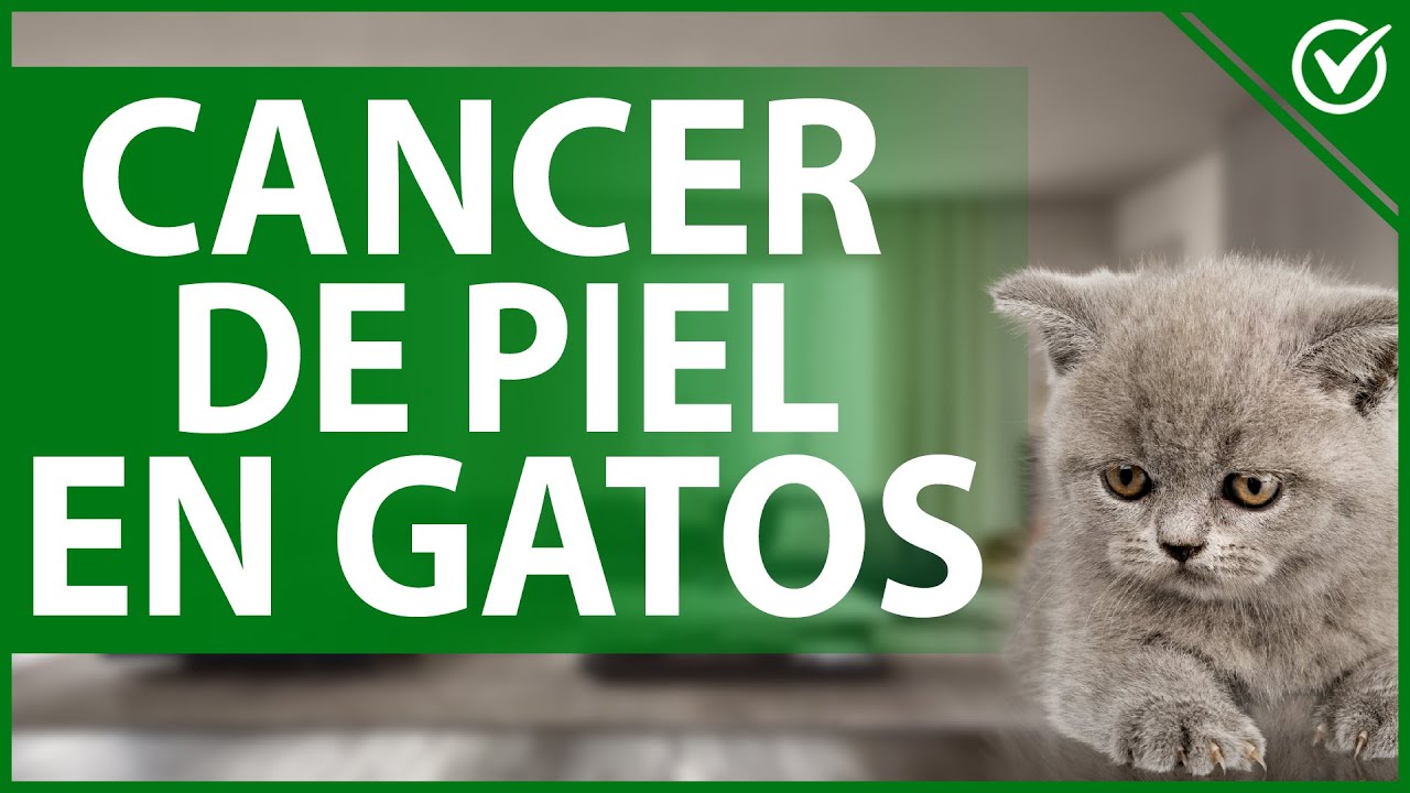 🐈 Carcinoma de Células Escamosas en Gatos - Síntomas, Diagnóstico y Tratamiento 😷🐈