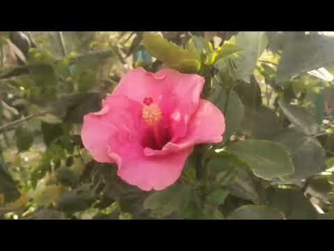 Flowers collection. Himali Nursery