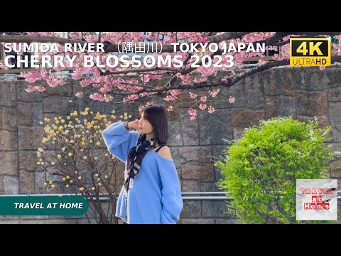 4k hdr Japan cherry blossoms 2023 | Walk in Sumida River （隅田川）Tokyo | The best sakura viewing spots.