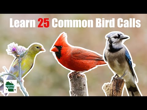 Learn 25 Common Backyard Bird Calls (Central and Eastern United States)
